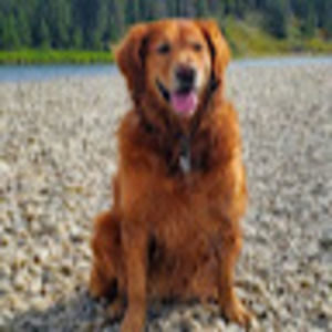 Meet your Posher, Sasha